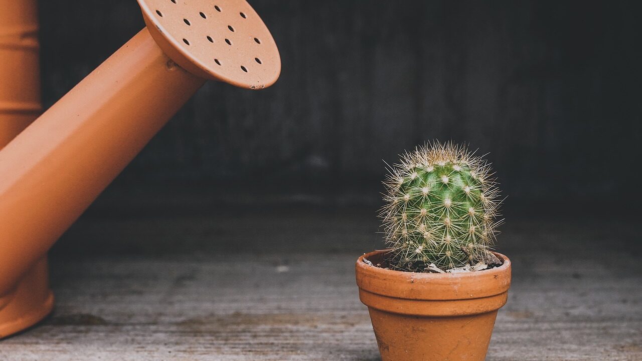 Water you Plants in your Pomodoro Break